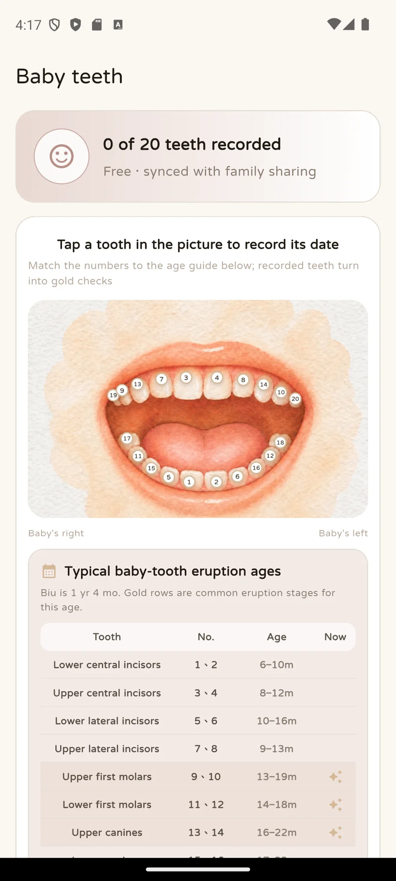 See every tooth, number, and eruption range at a glance